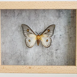 The image Ceranchia appolina - ButterflyWings