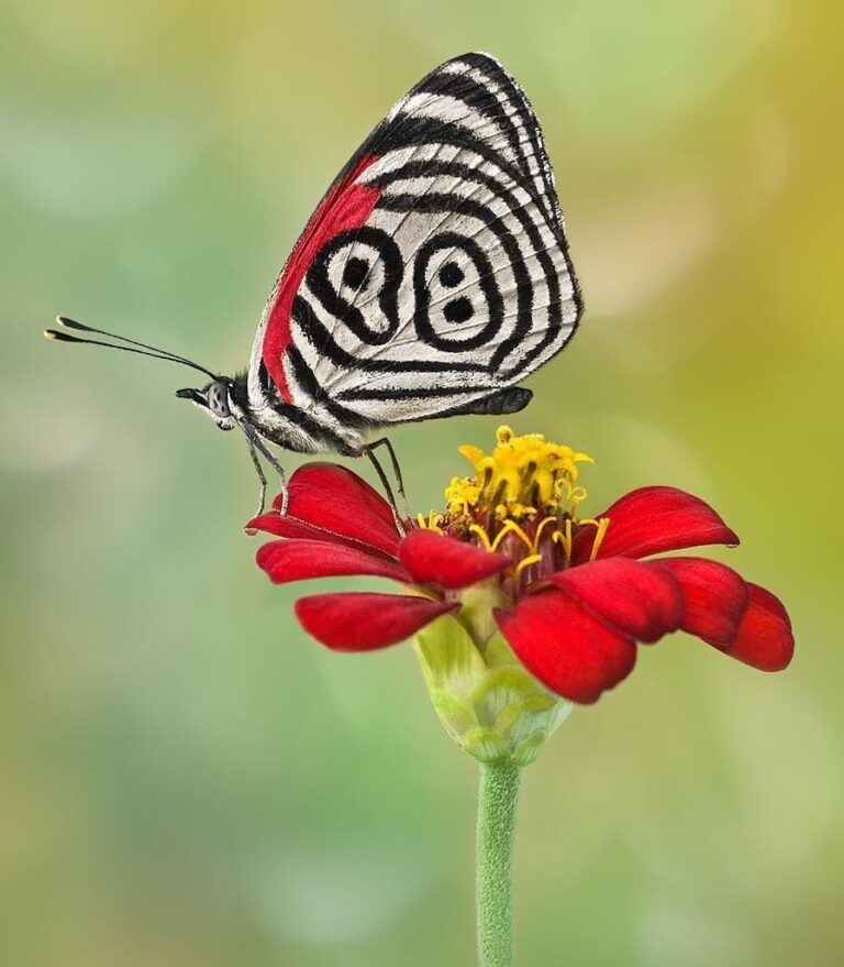 one day butterfly
